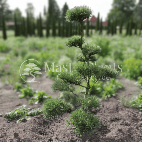 Blaue Waldkiefer Pinus sylvestris Glauca mit charakteristisch blaugrauer Benadelung und natürlichem, locker aufgebautem Wuchs, 150 cm hoch und 100 cm breit.