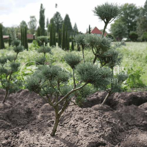 Blaue Waldkiefer Pinus sylvestris Glauca mit charakteristisch blaugrauer Benadelung und natürlichem, locker aufgebautem Wuchs, 160 cm hoch und 120 cm breit.
