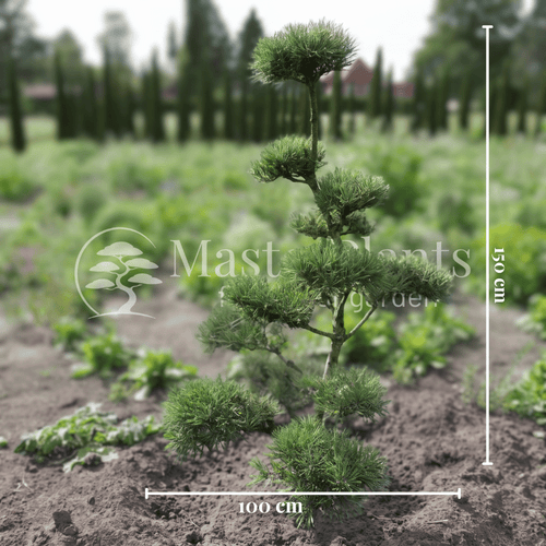 Blaue Waldkiefer Pinus sylvestris Glauca mit Maßangaben von 150 cm Höhe und 100 cm Breite zur Veranschaulichung der Pflanzengröße.