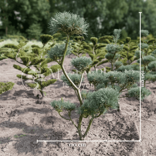 Blaue Waldkiefer Pinus sylvestris Glauca mit Maßangaben von 160 cm Höhe und 110 cm Breite zur Veranschaulichung der Pflanzengröße.