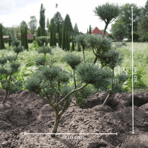 Blaue Waldkiefer Pinus sylvestris Glauca mit Maßangaben von 160 cm Höhe und 120 cm Breite zur Veranschaulichung der Pflanzengröße.